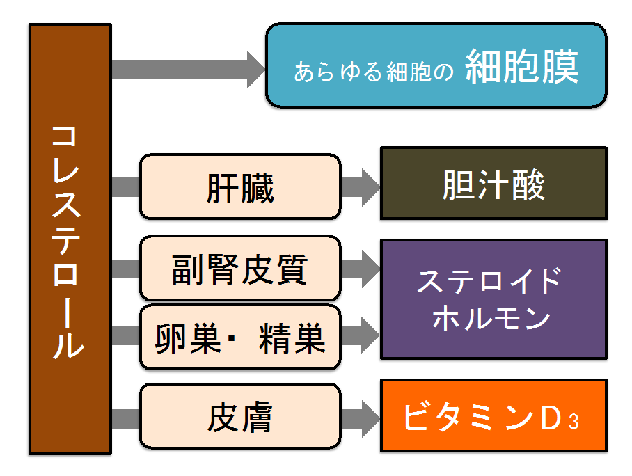 大切な栄養素コレステロール 人間栄養学部 人間栄養学科 聖徳大学 聖徳大学短期大学部
