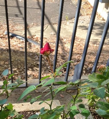 『凛』として咲く‥直前