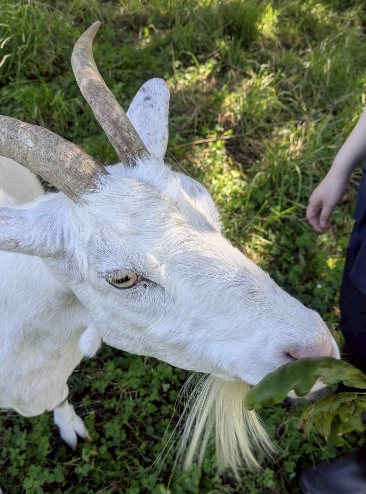 2025年度NZ海外研修３日目：オークランド市内観光からいよいよファームステイへ🏠